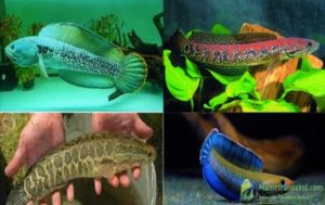 Harga Ikan Channa Barca Baby Dan Dewasa Modern 2023