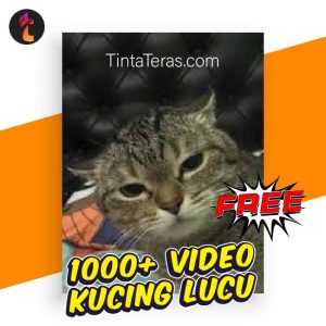 Gratis 1000+ Video Kucing Lucu