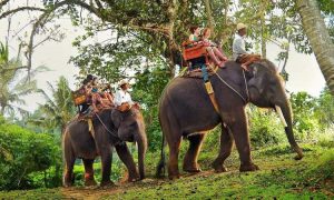 Bali Elephant Camp, Pilihan Wisata Edukasi Favorit Keluarga Di Bali