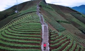 Terasering Panyaweuyan, Destinasi Wisata Hijau Nan Asri Di Majalengka