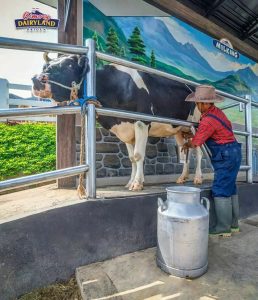 7 Aktivitas Seru Di Cimory Dairyland Prigen Lengkap Harga Tiket Terbaru