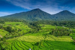 Desa Jatiluwih Bali, Wisata Jeram Hingga Sawah Terasering Yang Menakjubkan